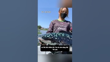 CÁ LÓC BÔNG 😨 | #amazingfacts #facts #dongvat