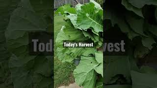 Collards #gotgreens #growingfood