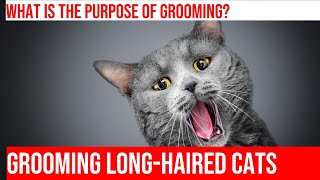 Grooming Long-Haired Cats: Essential Steps & Techniques by Kitty Cat's Corner 106 views 1 month ago 4 minutes, 15 seconds