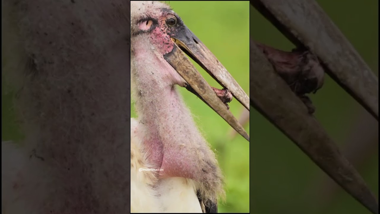 This unique seeing creature is the Greater adjutant. 