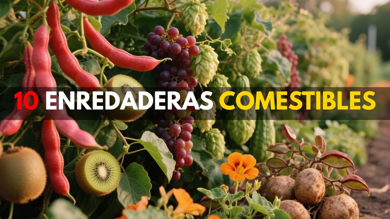 10 Mejores Enredaderas Perennes Comestibles