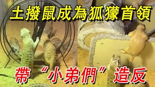 當土撥鼠成為狐獴首領，一切都不一樣了，帶領“小弟們”造反拆家【王小怪】