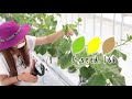 【須賀川】きゅうり栽培【f-seed.lab】