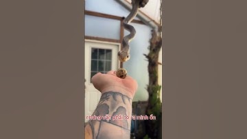 Con rắn ăn trứng /snake eat egg #snake #funny #animals