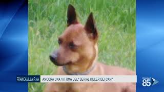 11 Agosto 2020   Francavilla F na   ancora una vittima del ''serial killer dei cani''