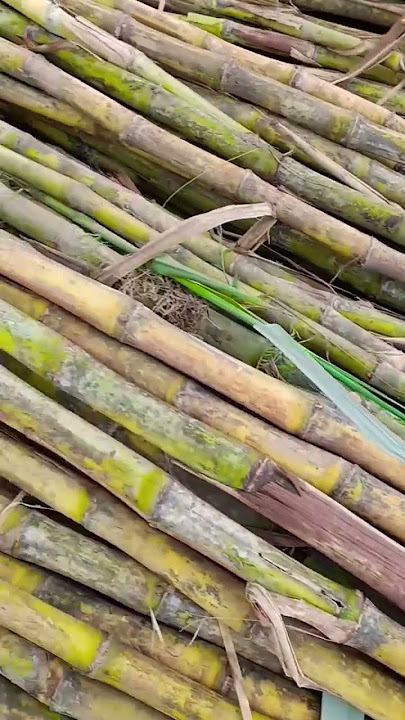 tebu madu poll manise#tebukediri #peluangusahamakanan #sugarcane