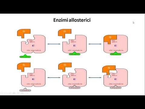 Video: Differenza Tra Attività Enzimatica E Attività Specifica