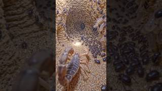 Scorpion POV: Exploring a Hidden Underground World 🦂 | Real Micro Camera Footage #Shorts
