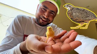 Batair (Quail) ka Choza bhi nikal aya