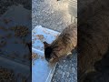 タヌキvsキジトラ オラ！タヌキ！これは、オレのだ。最後は怒りのガチ切れパンチ #shorts