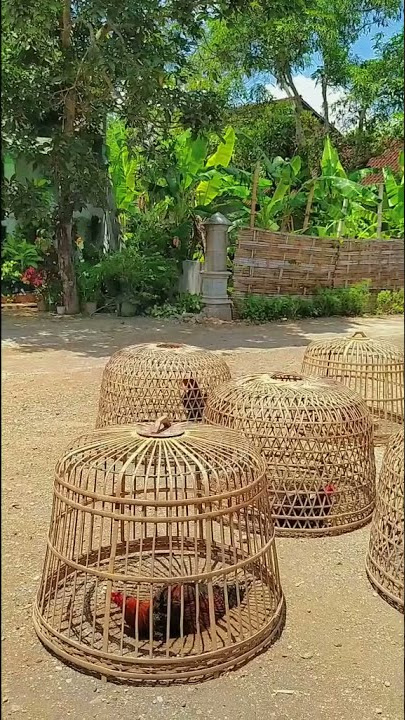 video cinematic versi ayam aduan Indonesia ayam bangkok story wa