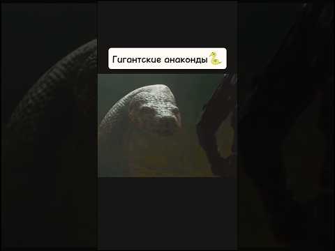 Гигантские анаконды🐍 #киноаура #фильмы #сериал #ужасы #анаконда #новыесериалы #нашикомедии #топ