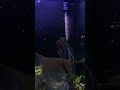 Angel fish eggs! #lovefish #fishkeepinghobby #fishtank #breeding #angelfish