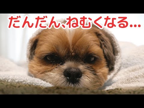 かぼす だんだん眠くなる シーズー犬かぼす動画 Youtube