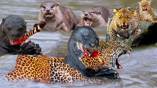 Aghast Angry Giant Otter Bites Jaguars Head To For Dare To Attack Its Teammates - Jaguar Vs Otter