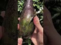 How to Spot a Perfectly Ripe Avocado Every Time