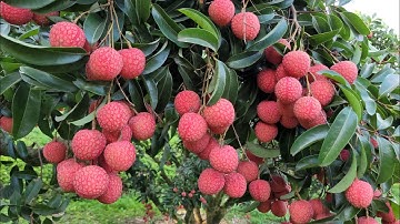 thăm vườn vải thiều tại phong vân lục Ngạn Bắc Giang đẹp mê hồn