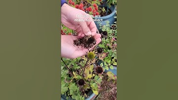 😊Collect Seeds From Coneflowers😮 - #shorts  #garden #flowergardening #flowerseeds