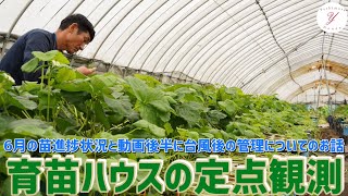 【いちご栽培】6月の育苗ハウスを定点観測！