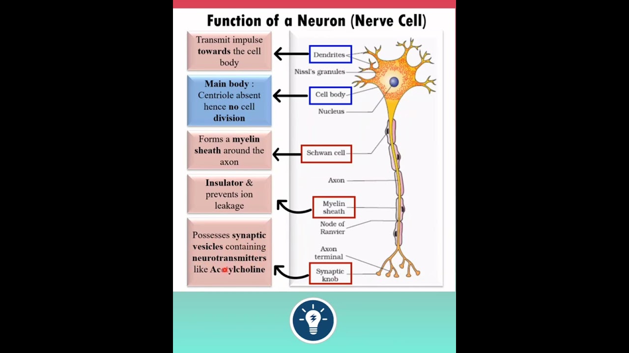 Function of Neuron (Nerve Cell) 