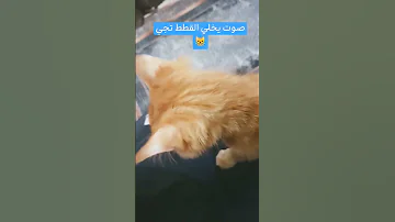 صوت يجذب القطط 