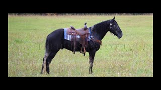 16HH Steel Gray Draft X Dressage/English/Western/Beginner Safe Trail Gelding For Sale