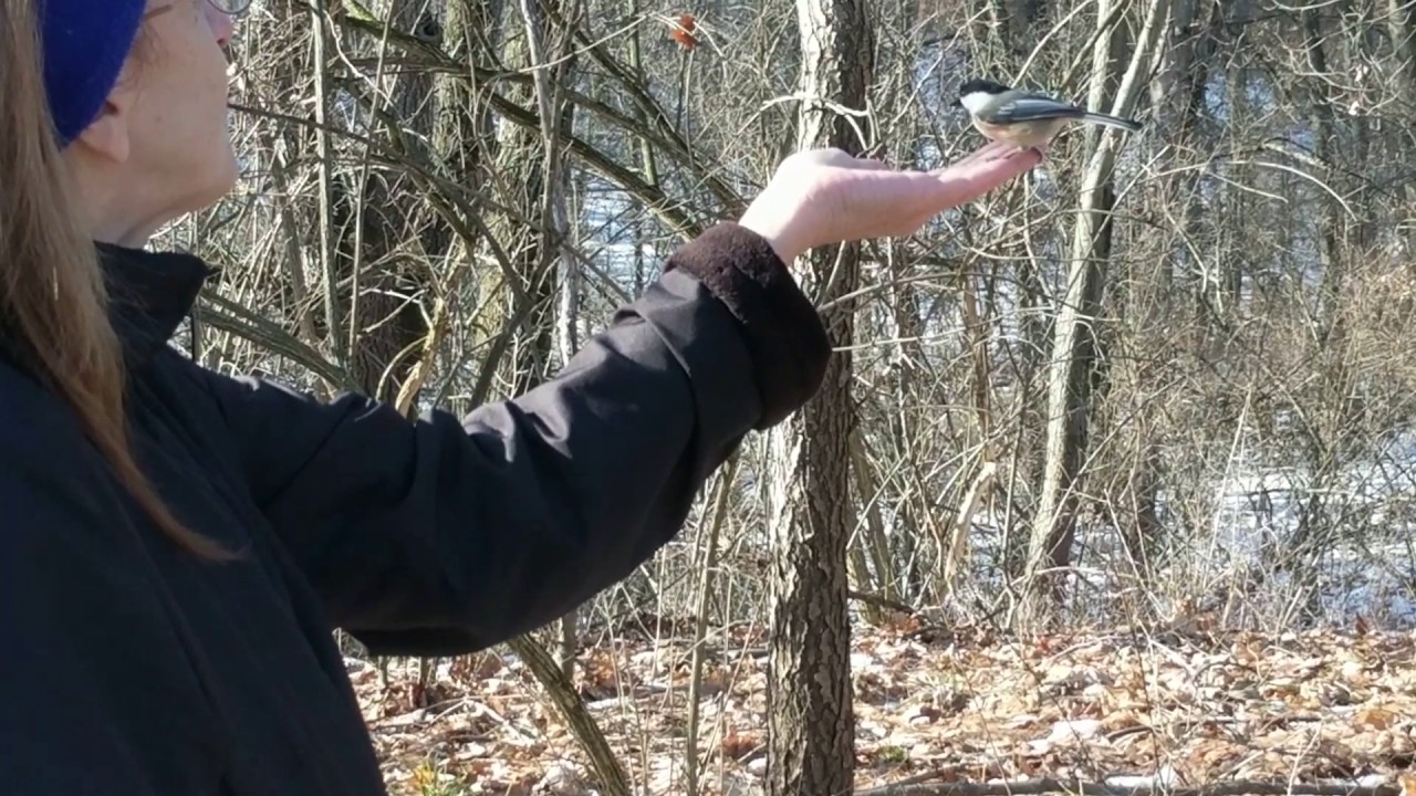 Hand feeding birds at Kensington Metro Park YouTube