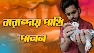 শখের বসে বারান্দায় পাখি পালন । ঘুঘু কবুতর হাস মুরগি পালন হচ্ছে বারান্দায় ।