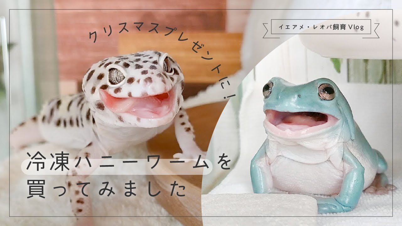 クリスマスプレゼントに！冷凍ハニーワームを買ってみました【イエアメ・レオパ飼育Vlog】