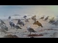 Birds Sound 🌅 with Fresh Morning | 8 hours