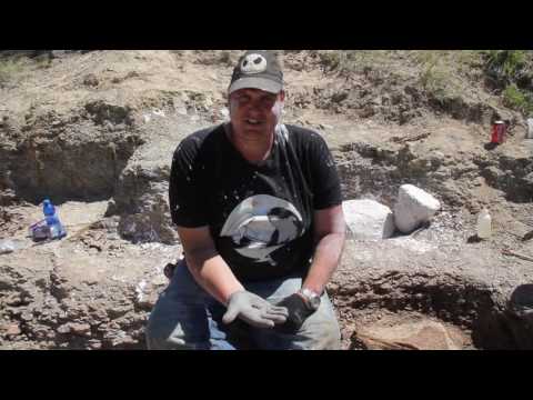 Video: Hoe paleontologen fossielen opgraven?