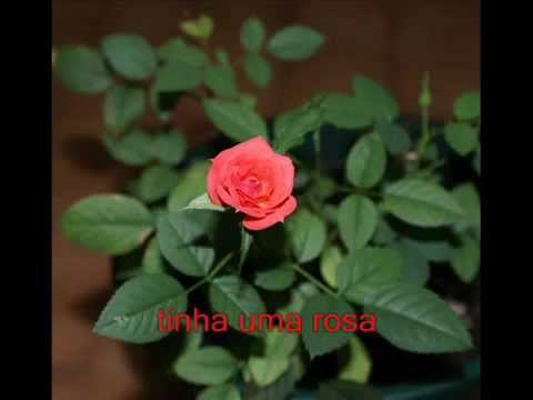 a-rosa-e-o-beija-flor-banda-céu-e-cantos-youtube