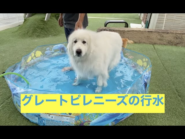 ビニールプールで遊ぶ？グレートピレニーズ