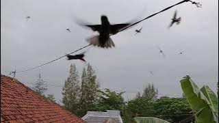 Burung walet pulang kandang 15 - 01 - 2023 //  5 bulan setelah rehab , teknik 2 suara jozz