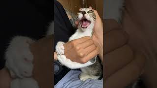 Playful Cat Refuses to Let Go of Owner’s Hand