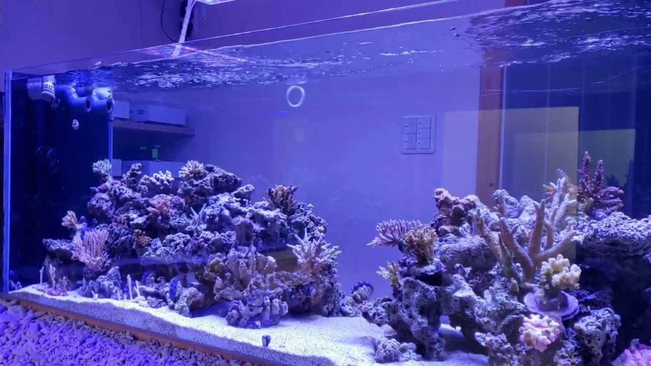 No.62 【Aquarium】 ライブロックについて説明します。動画の最後のほうに面白い映像が取れたので最後まで見てください。
