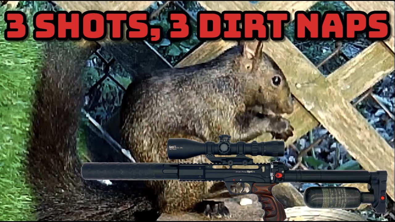 Squirrel Pest Control EDgun Leshiy 254 YouTube squirrel-pest-control-edgun-leshiy-254-youtube