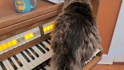 Genius Keyboard Kitty demonstrates proper keyboard technique for Messiaen!