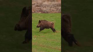Monster Wild Boar Hunt 🐗 Canavar Domuz Avı! #hunting #shorts #wildboar #viral #wildlife