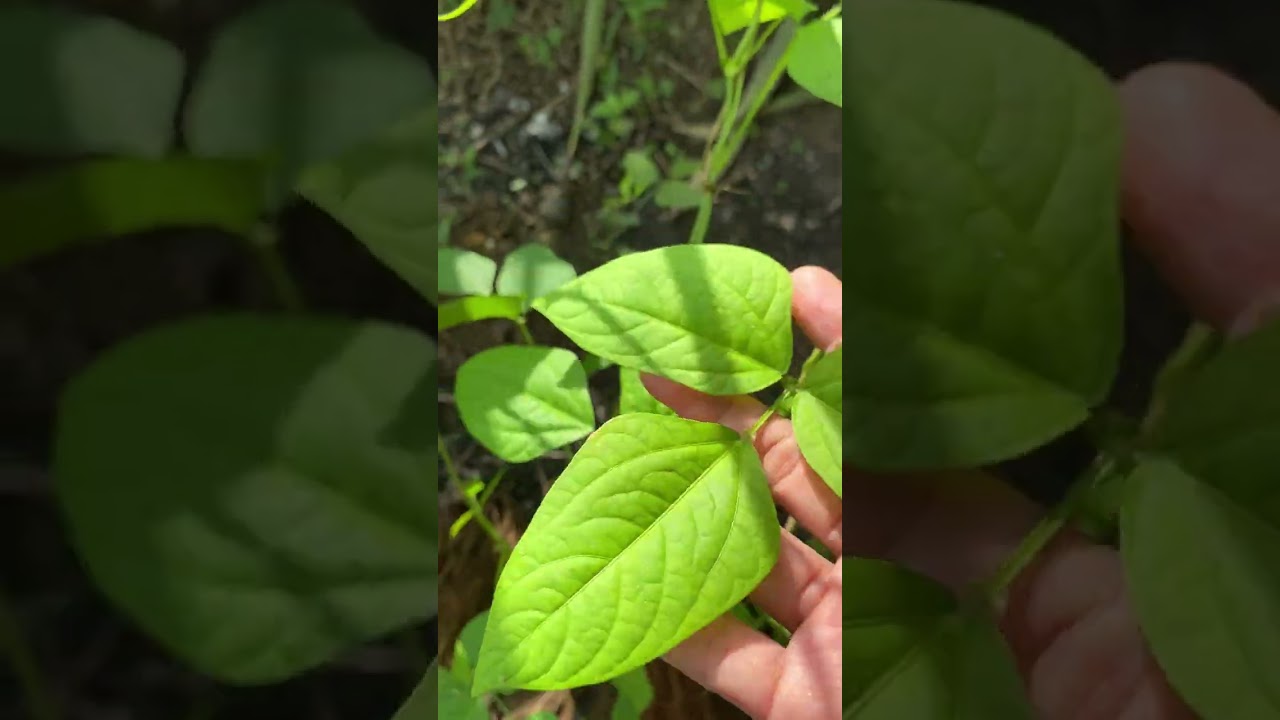 Jom “ Garden Tour” setelah seminggu hilang “ Suara”-Sakit Tekak & Demam#kebun #tanam #tanaman 