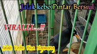 jalak kebo pintar ngomong dan jago bersiul