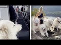 Dogs travel over 80k miles around the world with owner