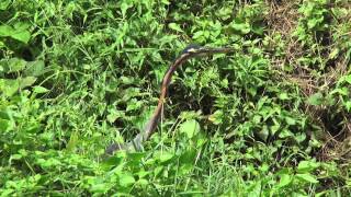 25Th April 2015 Brown Heron Fishing In The Rain