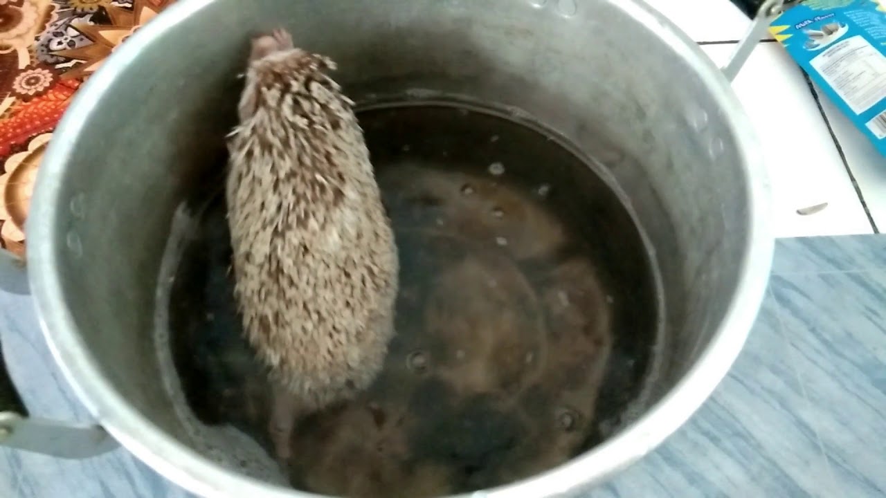 Cara Memandikan Landak Mini dengan Benar dan Aman