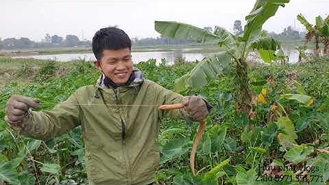 Câu Lươn : Đã đến Mùa Câu Lươn Đồng!