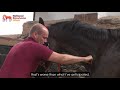 Preparing the racehorse: Equine physiotherapy | National Racehorse Week