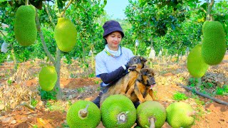 Harvesting Jackfruit & Goes To Market Sell - Eat dinner with Tieu Duong DL, Daily Life, Farm
