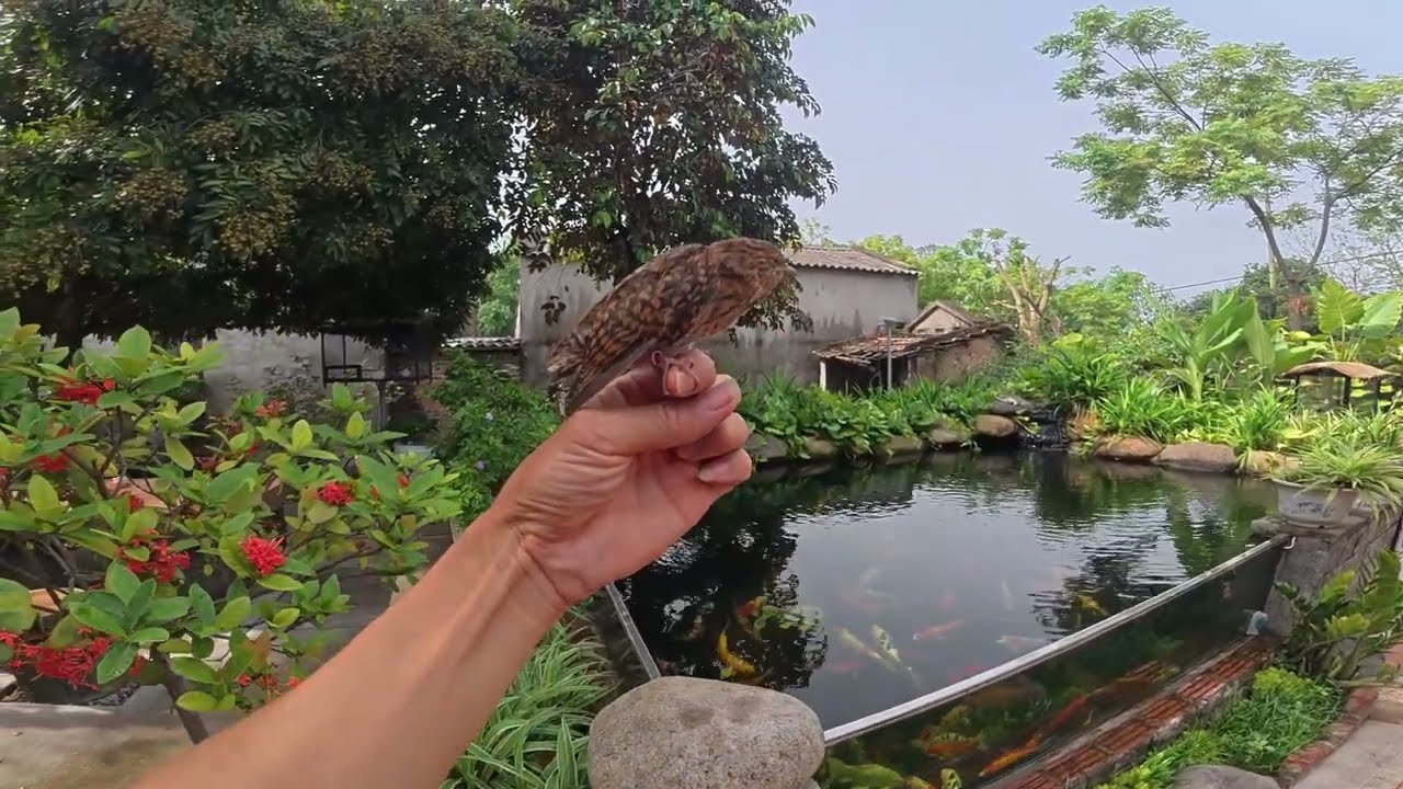 Chào Mào Hót đấu cực hay nhưng đã không qua khỏi - Yêu Chim Cảnh