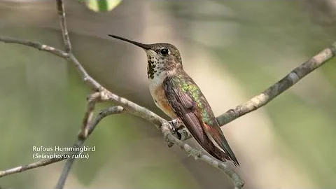 Learn to take perfect hummingbird photos with tips...