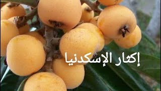 إكثار شجرة الاسكدنيا بالترقيد الهوائي ، البشملة ،  البوصاع ، المزاح ، لنك الدنيا  ، loquat fruit